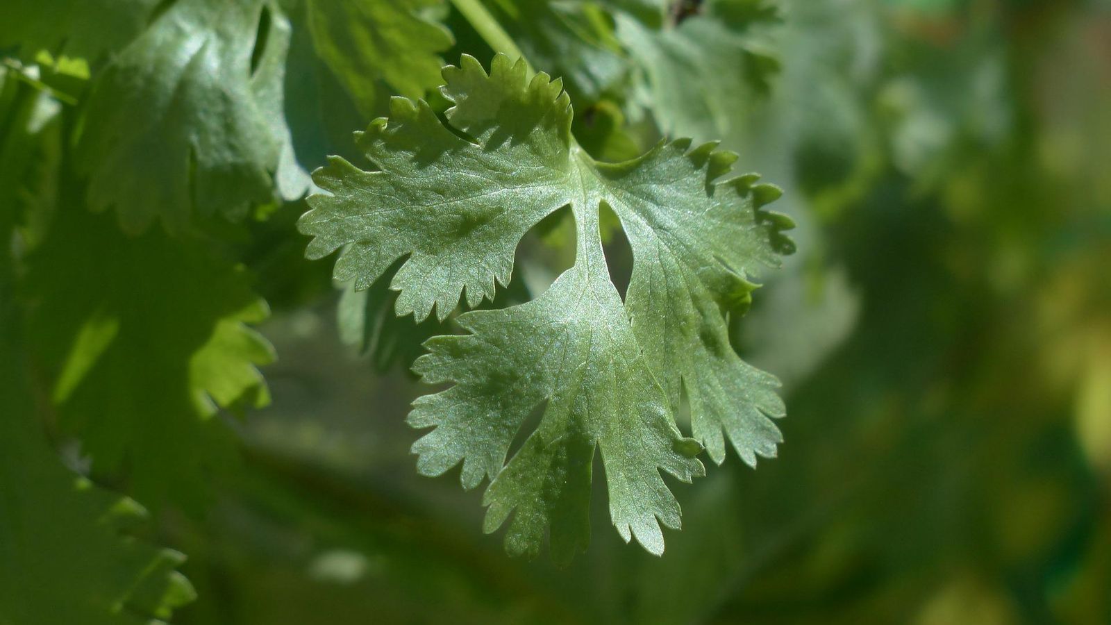 Planta de cilantro Planta de cilantro
