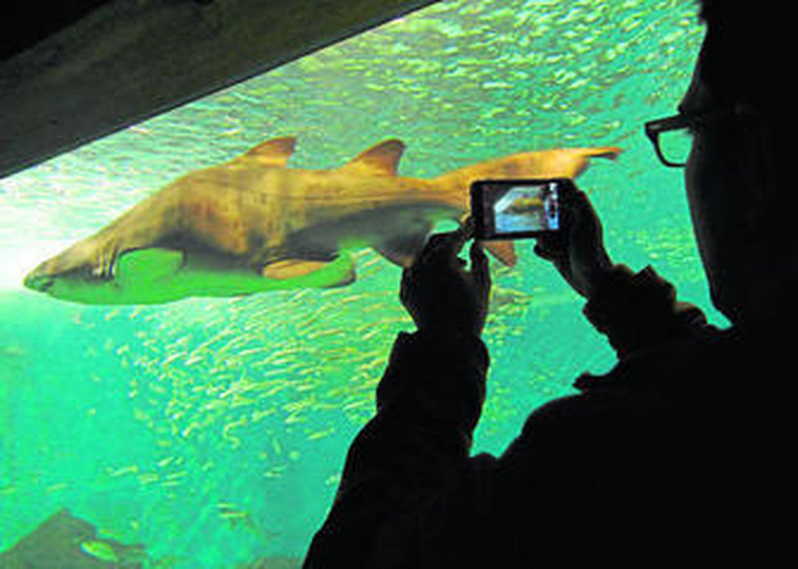 1. Los sacos de dormir se despieglan frente al oceanario, donde los visitantes pasan la noche separados de los tiburones por una mampara. 2. Las boas son, según los técnicos del acuario, los animales con mayor actividad nocturna.