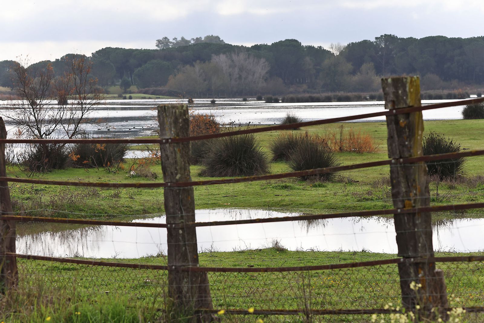 Estado actual en el que se encuentran las Marismas del Rocío tras las últimas lluvias