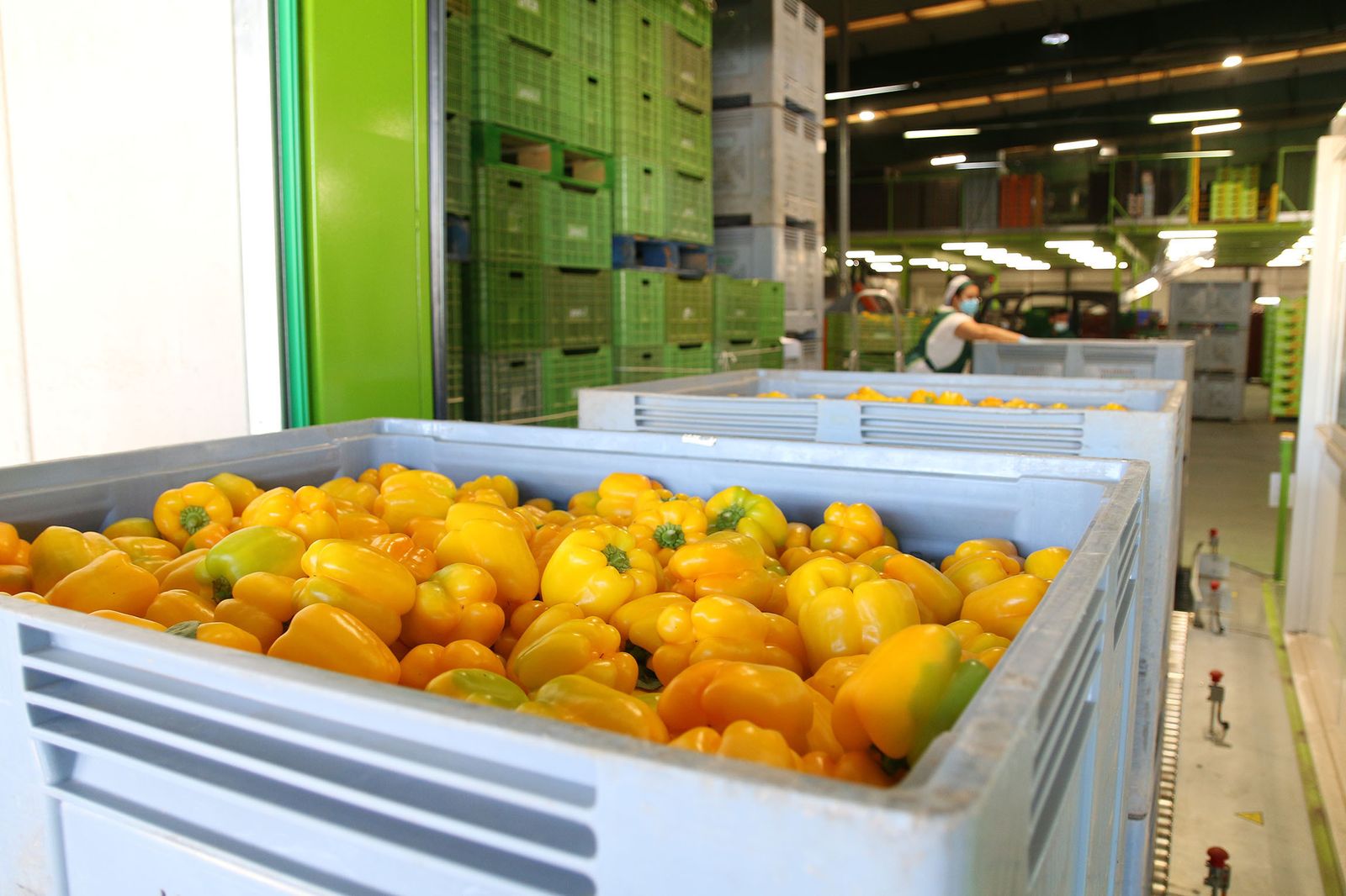 Almería registra un menor descenso del PIB en 2020 por el peso del sector agrario en su estructura productiva