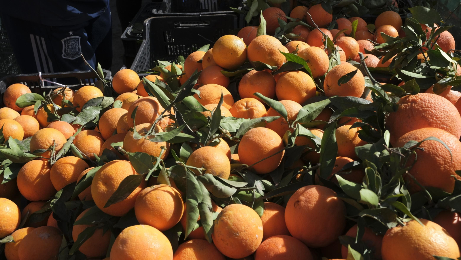 Imágenes del Día de la Naranja, en Gádor