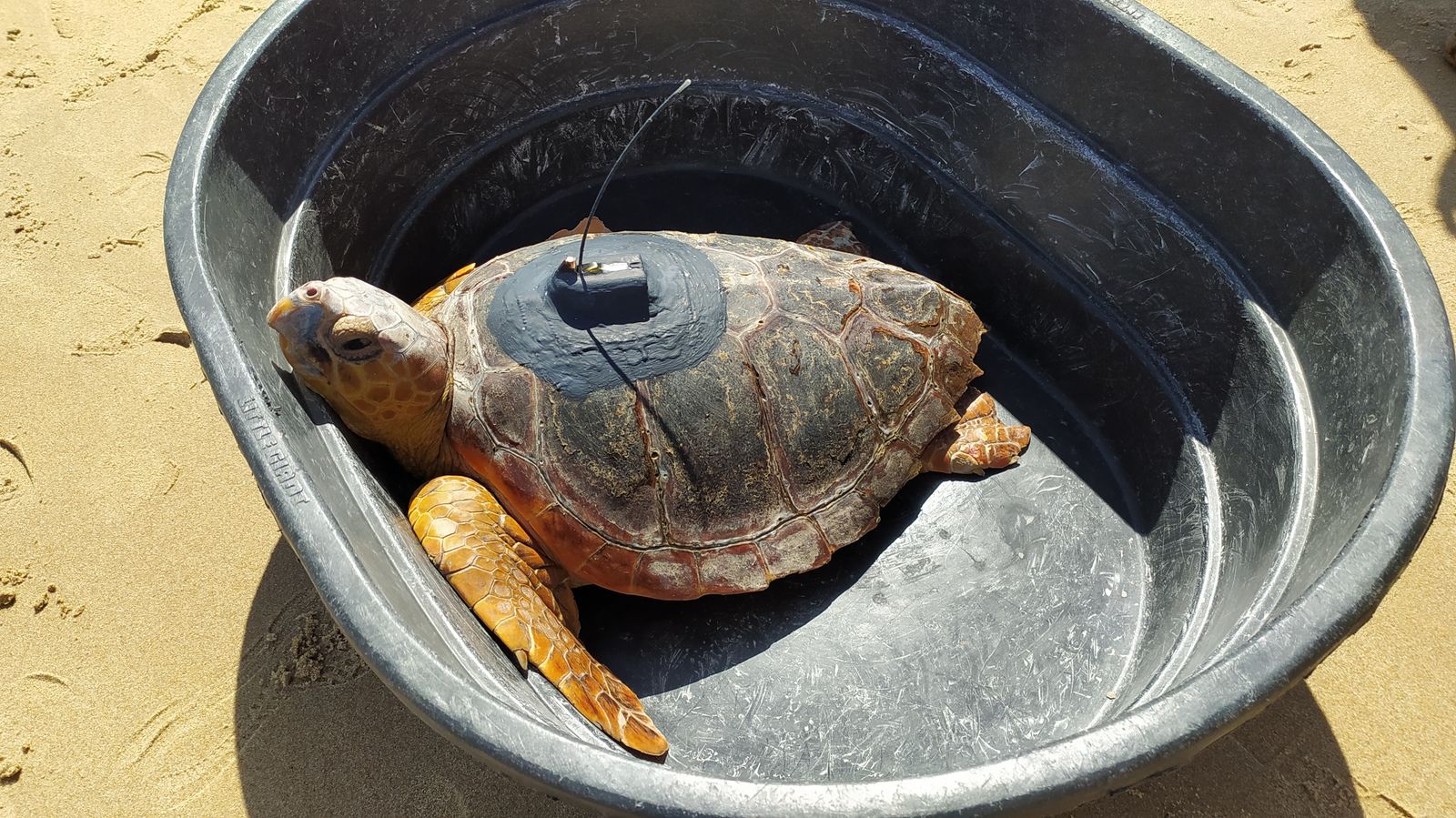 Suelta de tortugas marinas en la playa de Camposoto