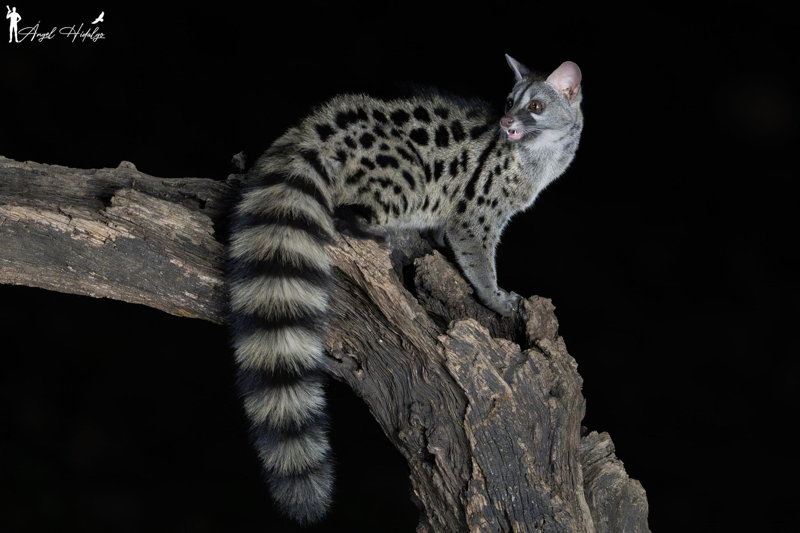 Ángel Hidalgo, el fotógrafo que inmortalizó al lince blanco Satureja: