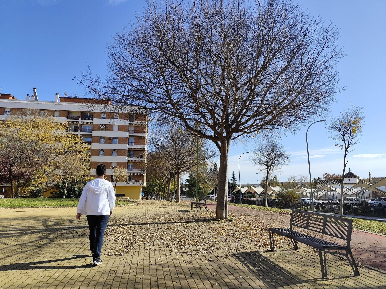Otoño hojas caídas árboles córdoba