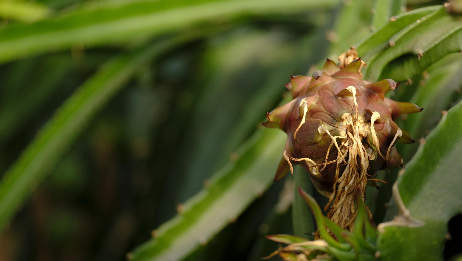 Jornada de puertas abiertas en la Estación Experimental Cajamar Las Palmerillas, en fotos