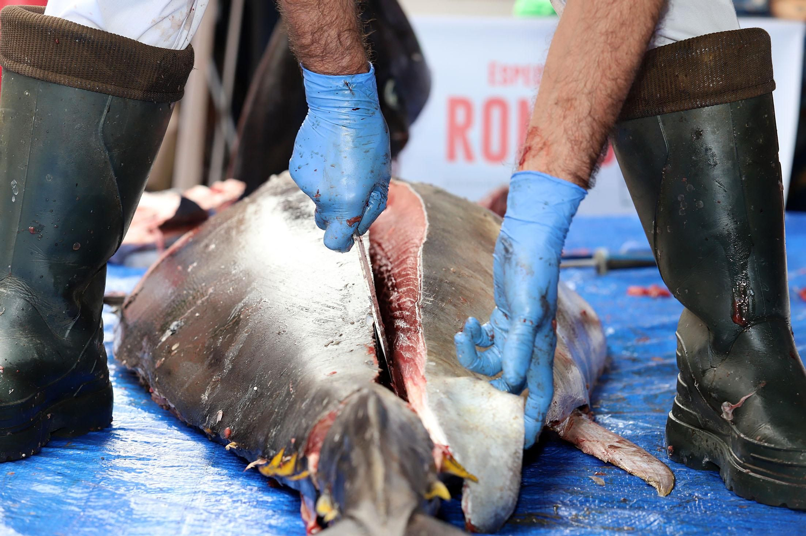 Imagen de archivo de una jornada de ronqueo del atún