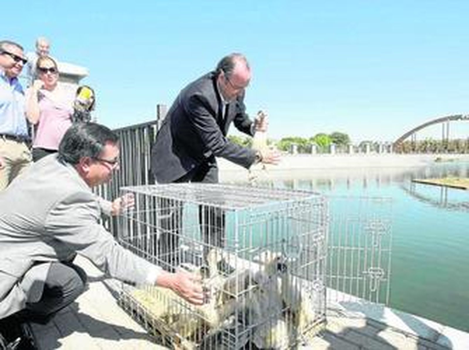 Los primeros diez patos fueron liberados por el alcalde en mayo en el estanque del Andarax.