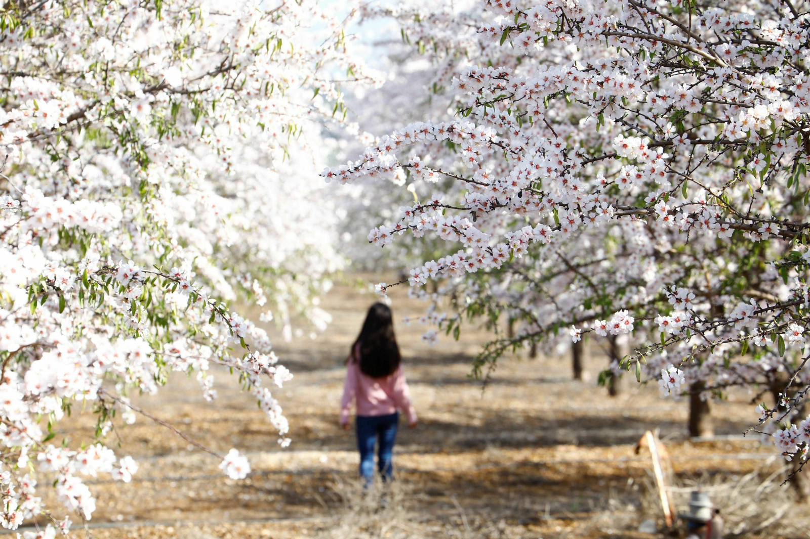 Una niña camina entre los almendros en flor de la Subbética de Córdoba.