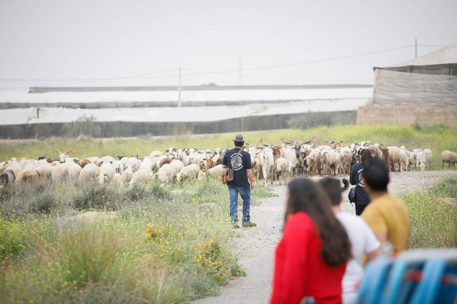 Galería de la Feria  de ganado en Tarambana