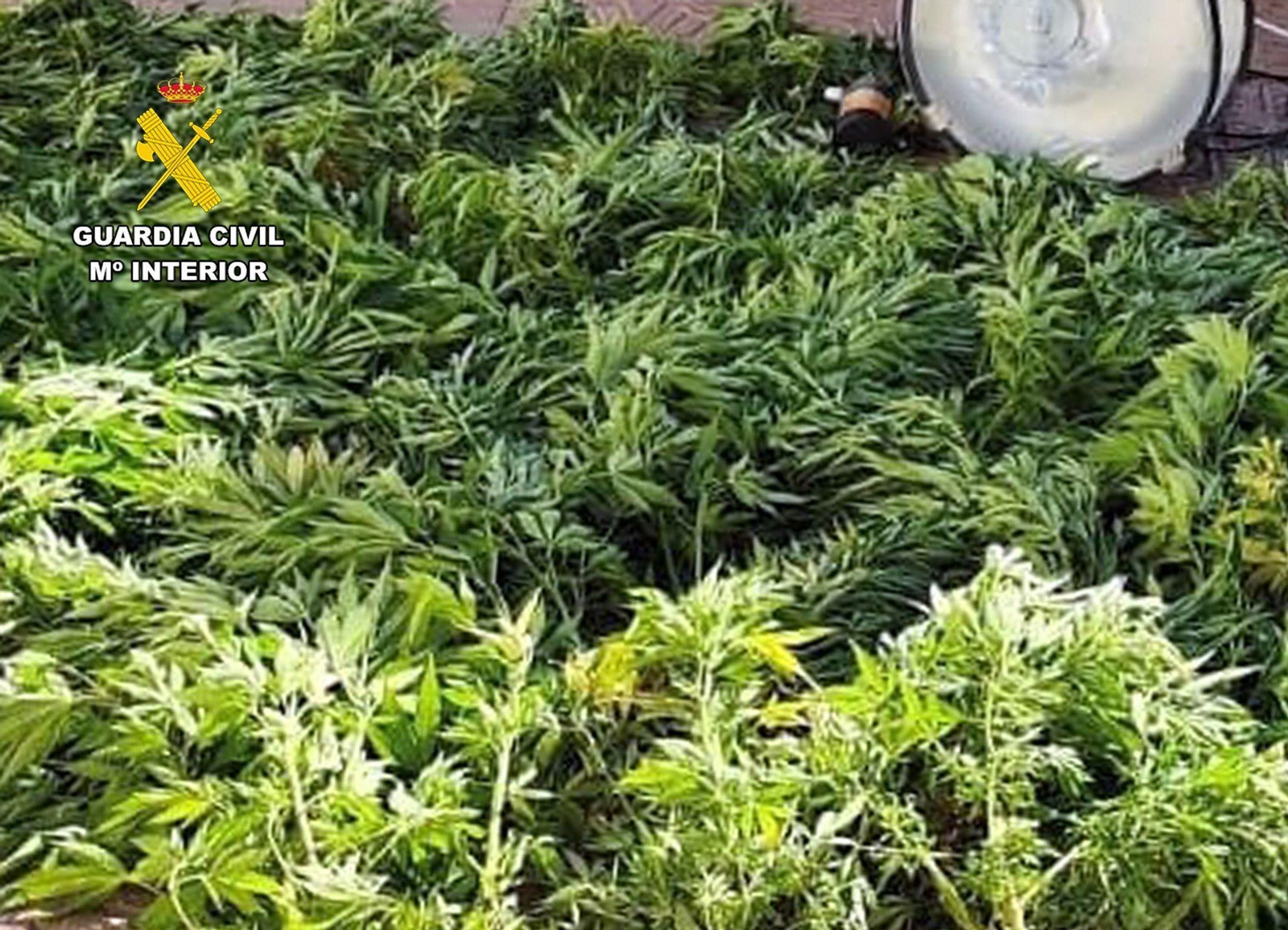 Imagen de la Guardia Civil de otra intervención en una plantación de marihuana