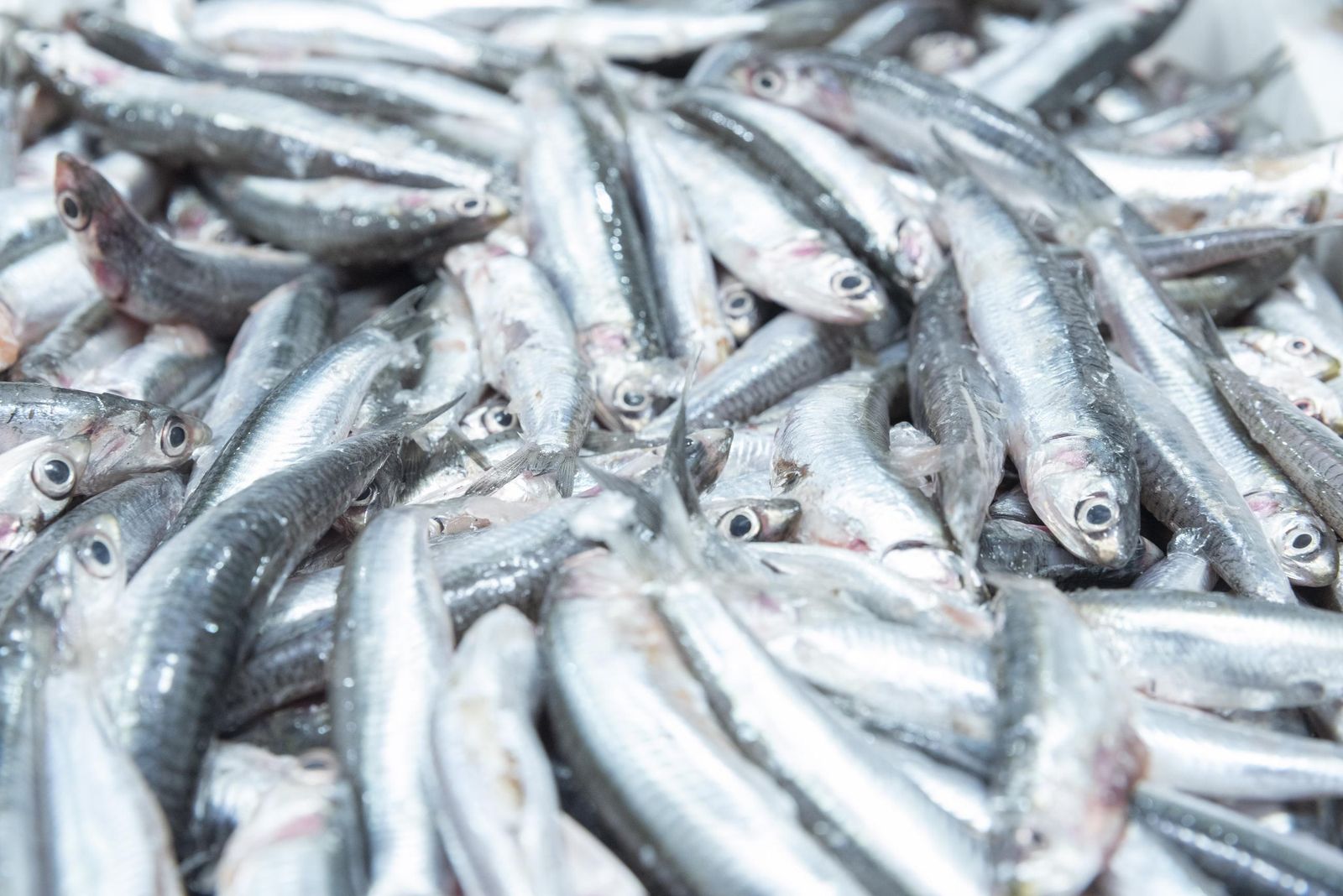 Fotos de los comercios en el mercado Diego Ponce en San Roque