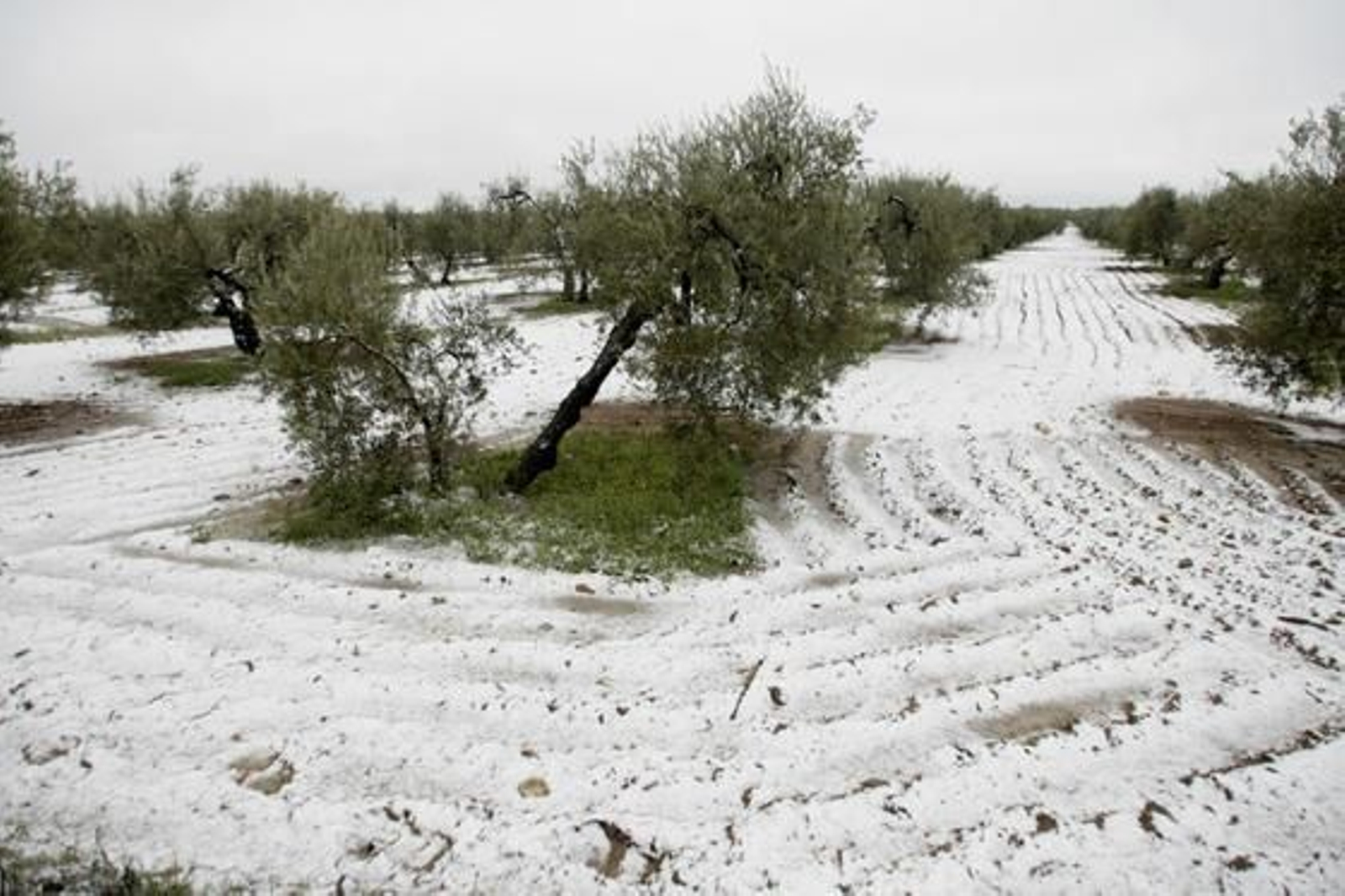 El campo amaneció nevado en Gerena.

Foto: Juan Carlos Muñoz, Manuel Gómez, Antonio Pizarro