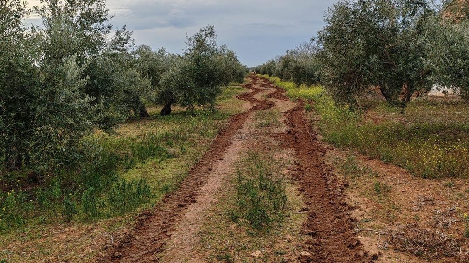 Daños en fincas cercanas que no están incluidas en los proyectos.