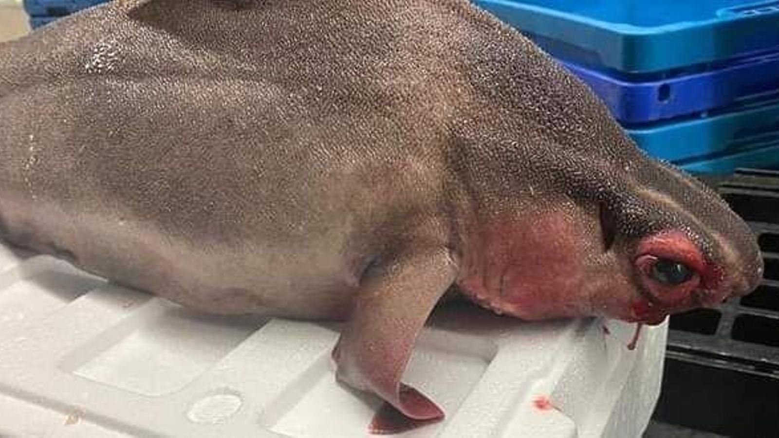 Pez con cara de humano encontrado en la lonja de Huelva