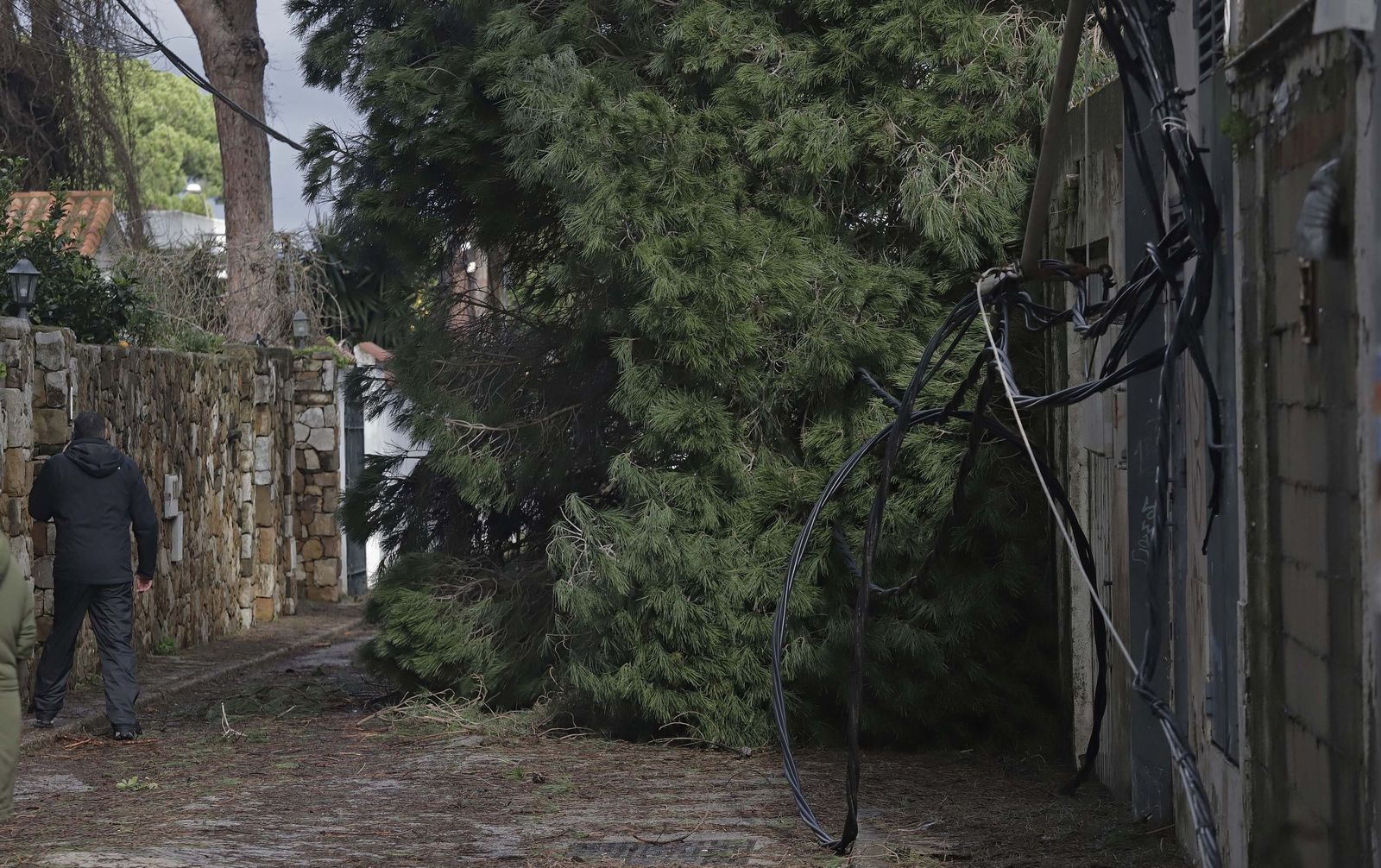 24 horas sin electricidad en la urbanización Los Pinos por árboles caídos tras la borrasca Kristin, en imágenes