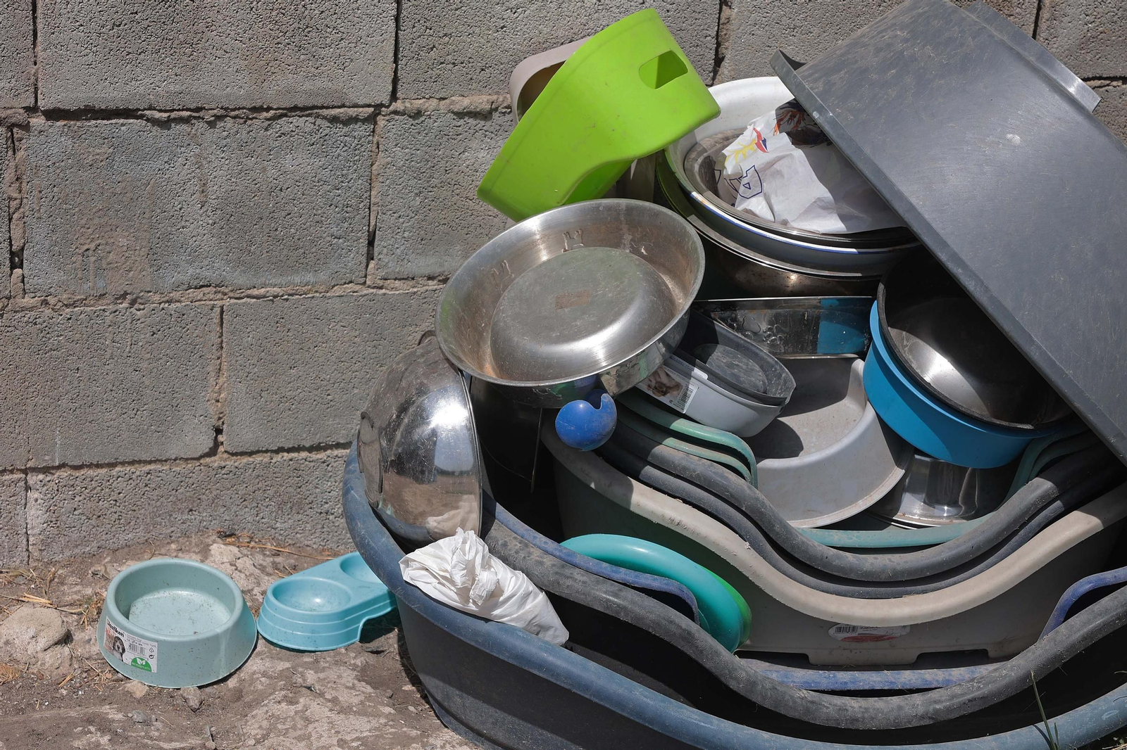 Imágenes de la protectora de animales del Campo de Gibraltar en Los Barrios