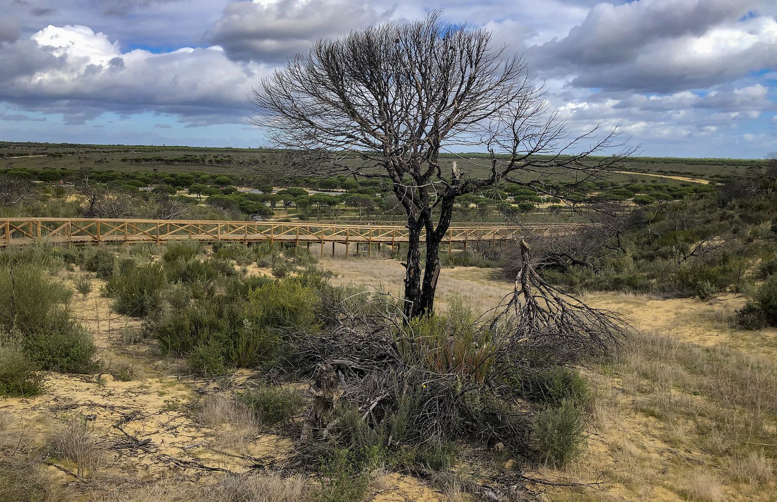 El resurgir de Doñana: tres años después del incendio