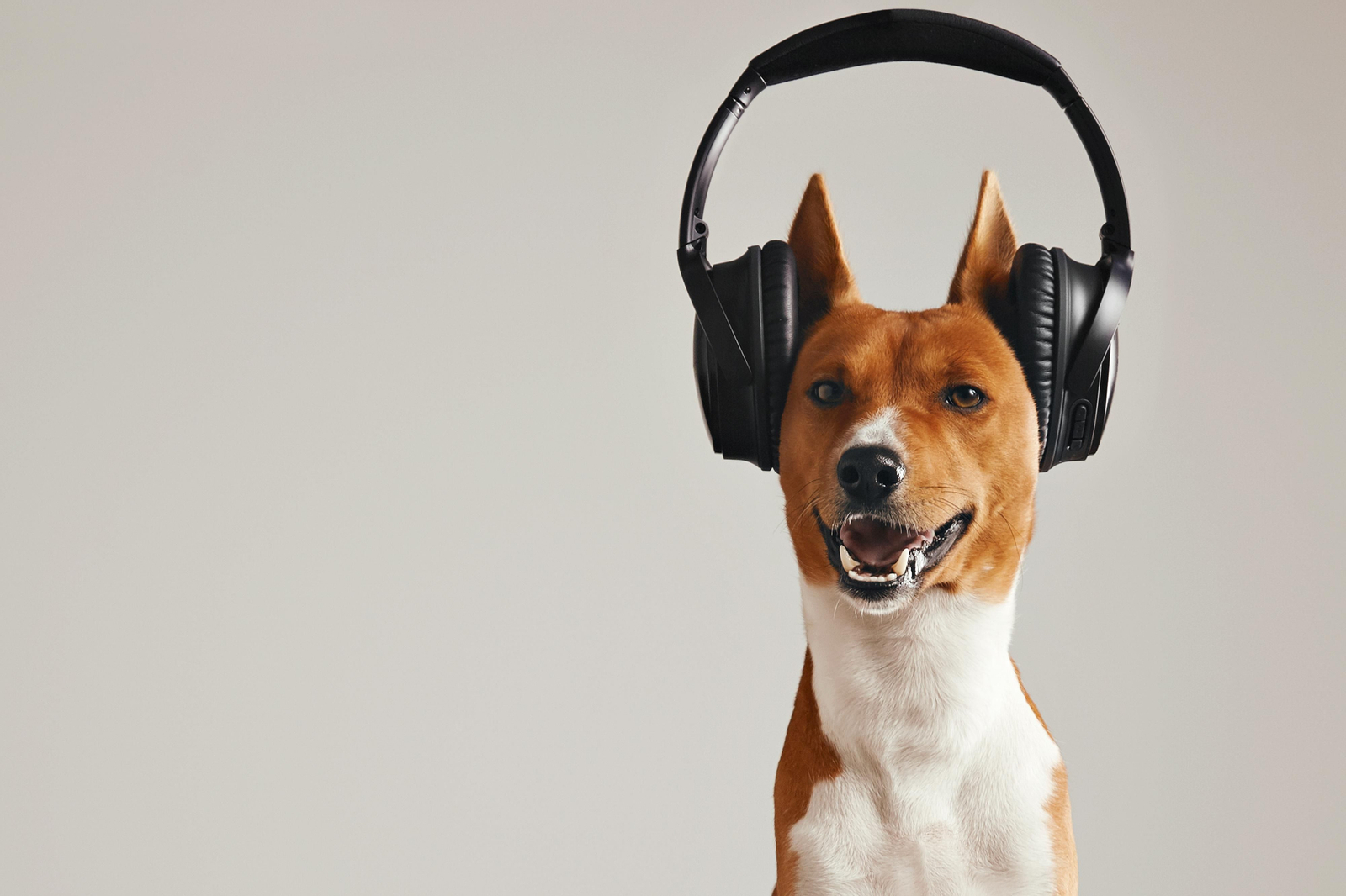 Más de 5 millones de dueños de mascotas han visitado Spotify para Mascotas desde su lanzamiento, a principios de 2020. Más de 5 millones de dueños de mascotas han visitado Spotify para Mascotas desde su lanzamiento, a principios de 2020.