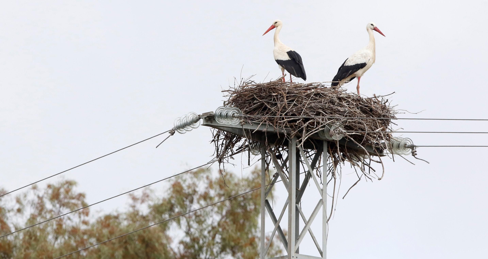 Córdoba, hogar de las cigüeñas también en invierno