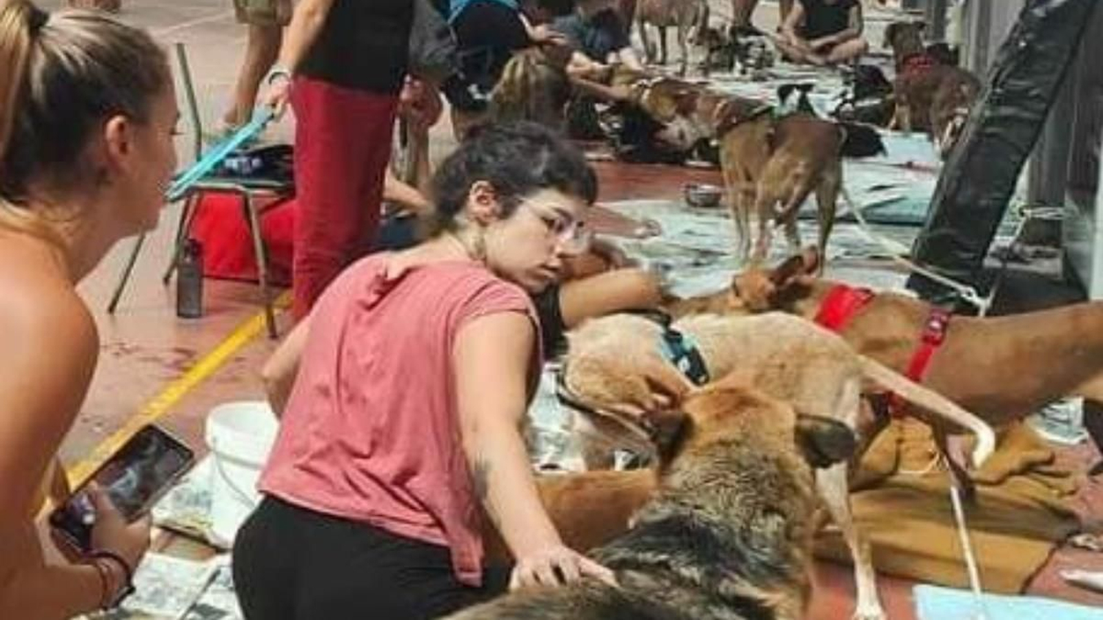 El fuego de Tenerife afecta a más de mil gallinas, 230 cabras y más de 200 perros