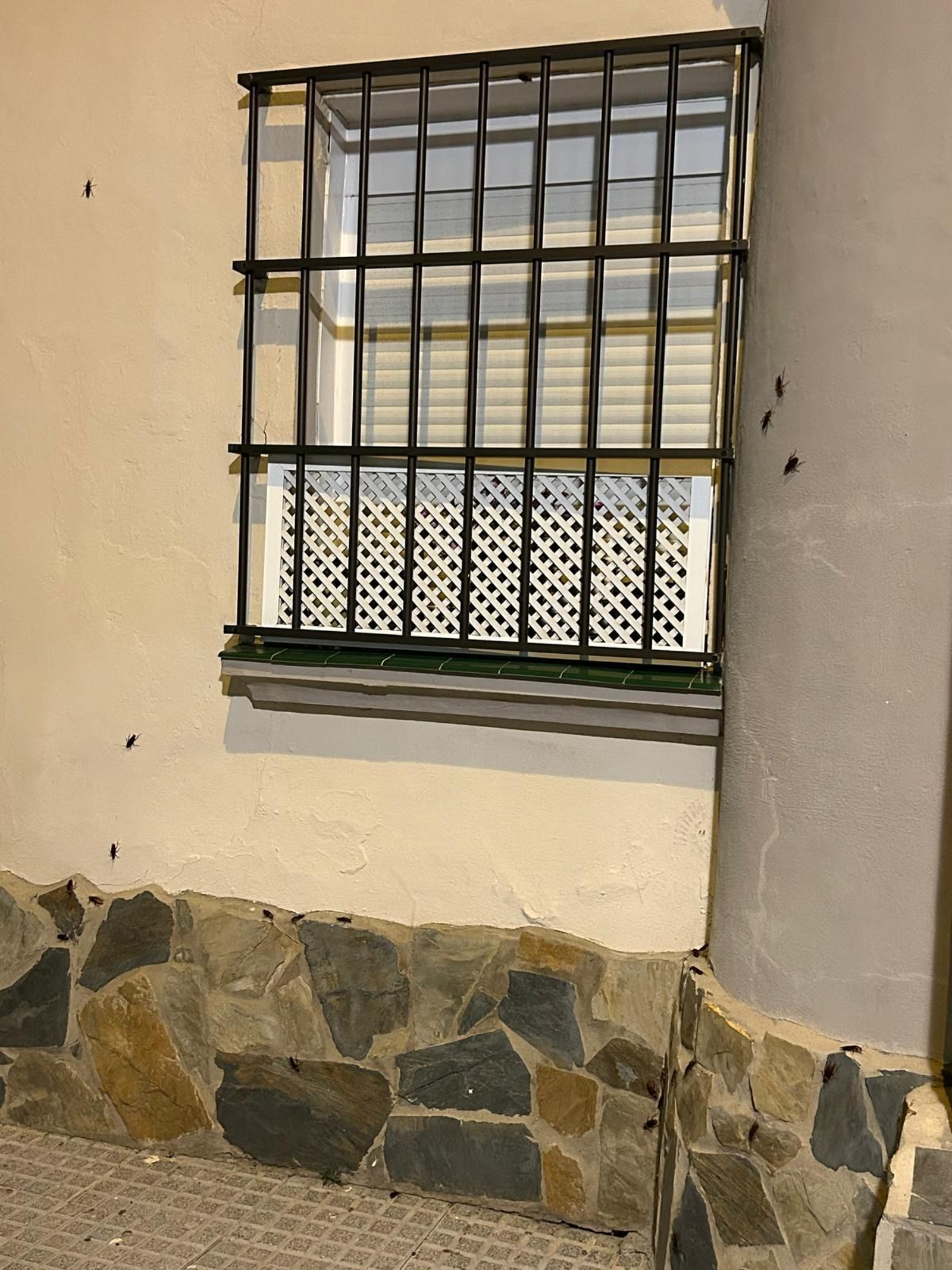 La pared de un edificio de cercano al mercado Virgen del Rosario plagado de cucarachas en una imagen de este sábado por la noche