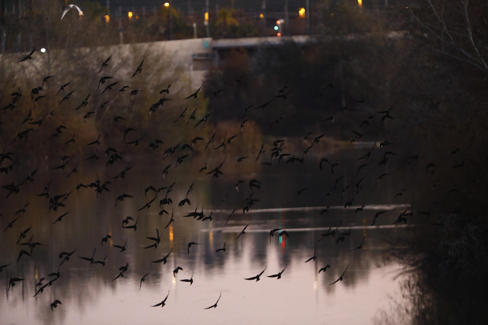 Las aves que habitan en Los Sotos de la Albolafia de Córdoba, en fotografías