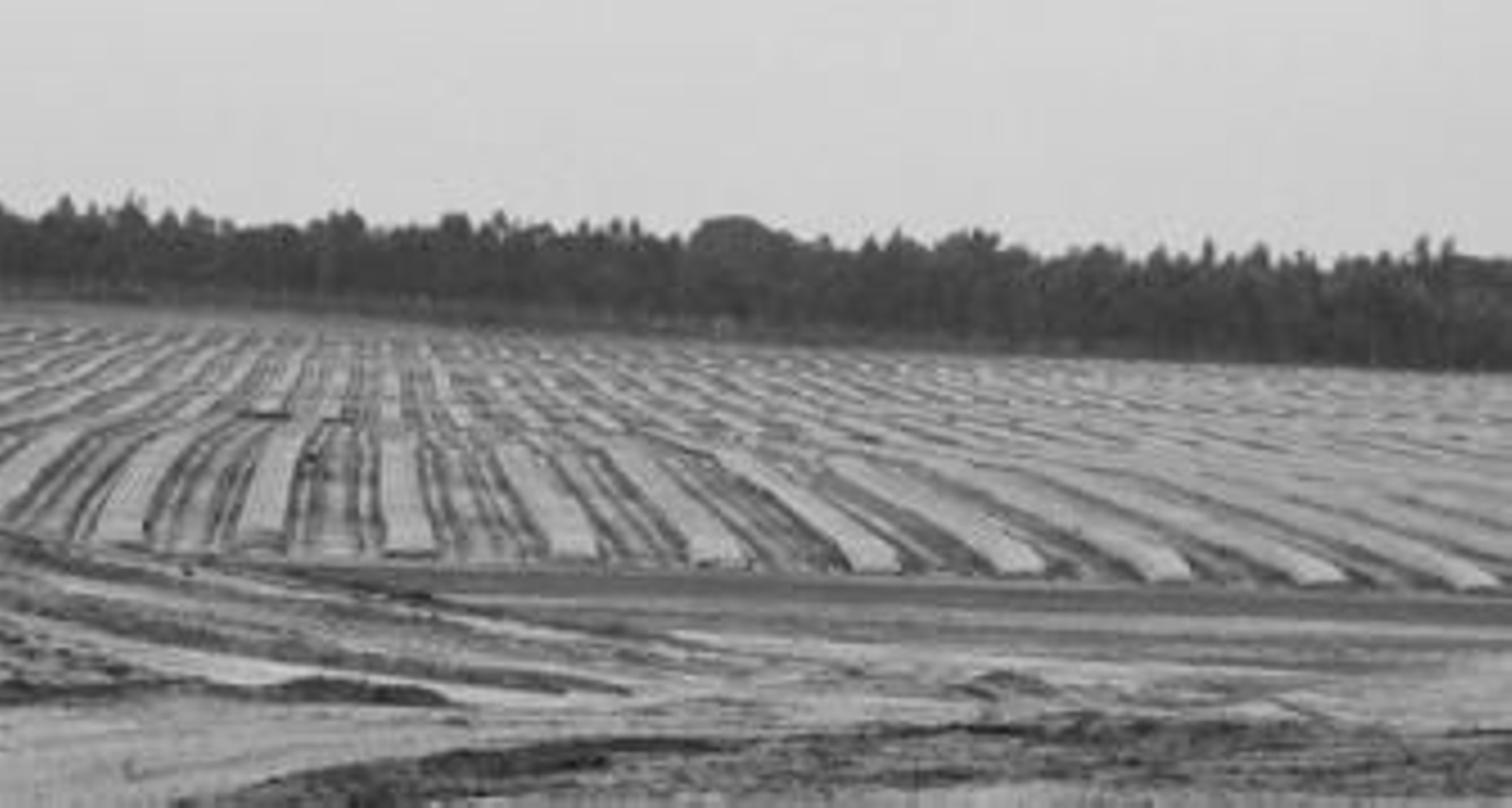 Una parte de la finca el Avispero ya preparada para poner en marcha la plantación agrícola.