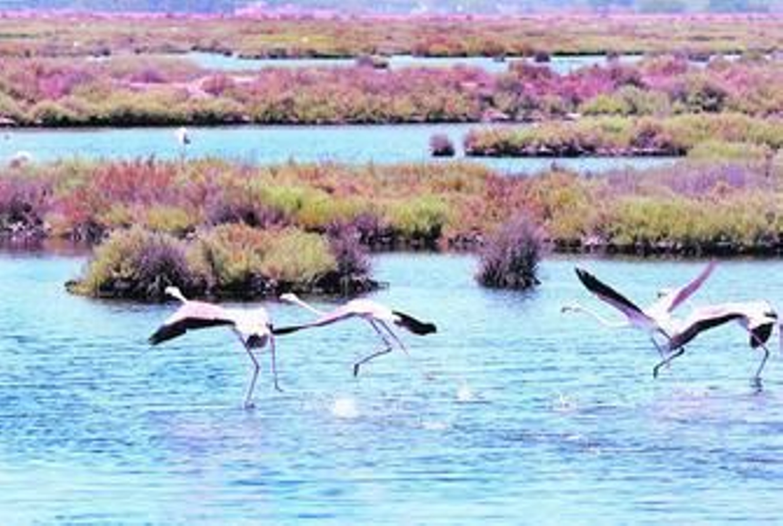 Una bandada de flamencos rosas en las marismas de Doñana.