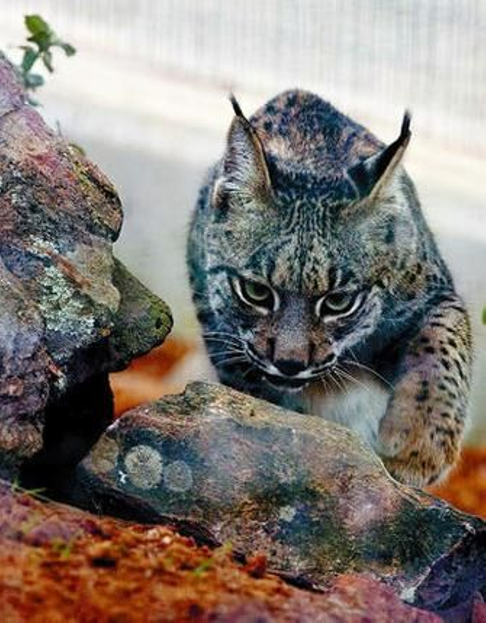 Uno de los linces del centro de La Olivilla.