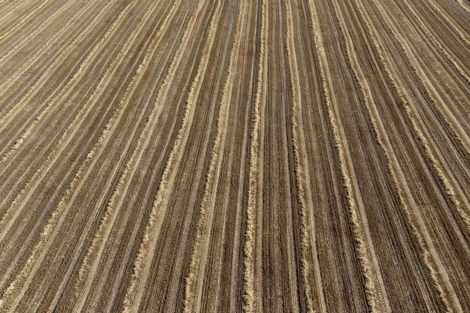 Campo de trigo  de la Campiña cordobesa.