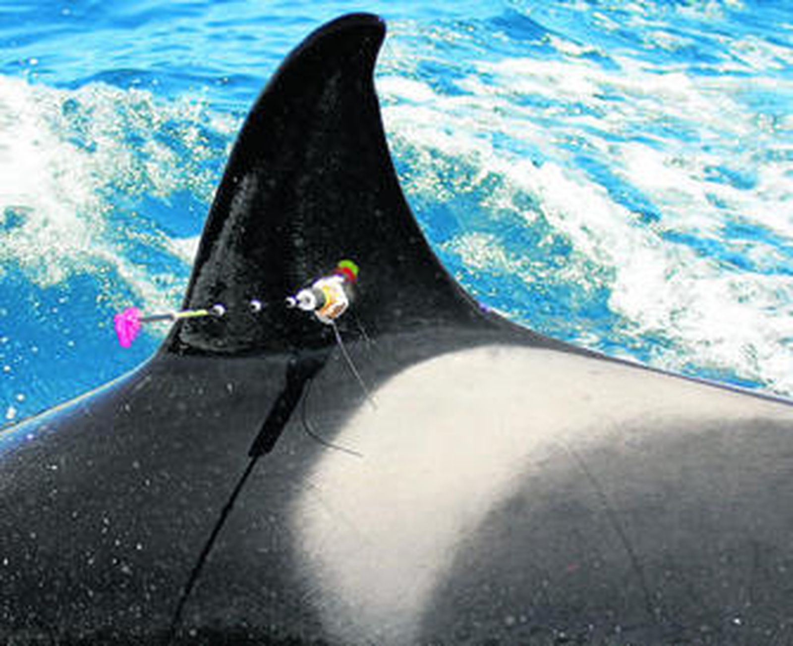 El dispositivo instalado en la aleta dorsal de la orca, en una imagen cedida por la Fundación Loro Parque.