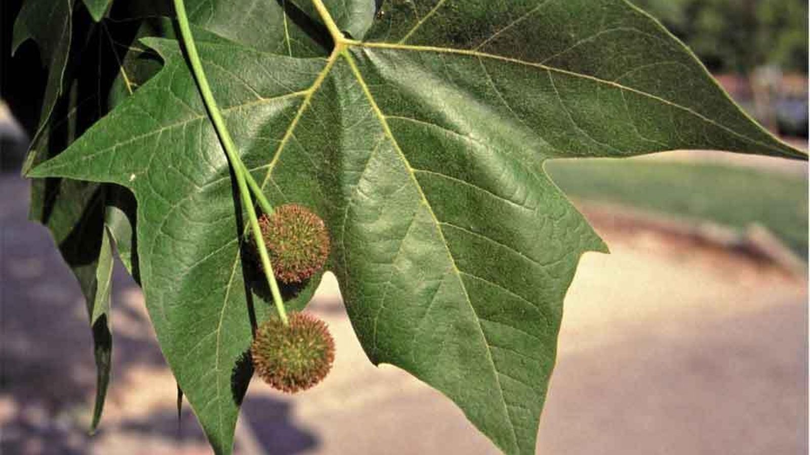 Plátano de sombra. Plátano de sombra.