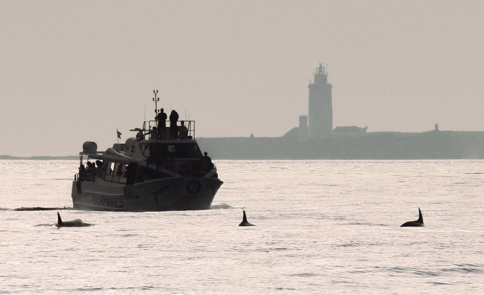 Un grupo de orcas a pocas millas de Tarifa.