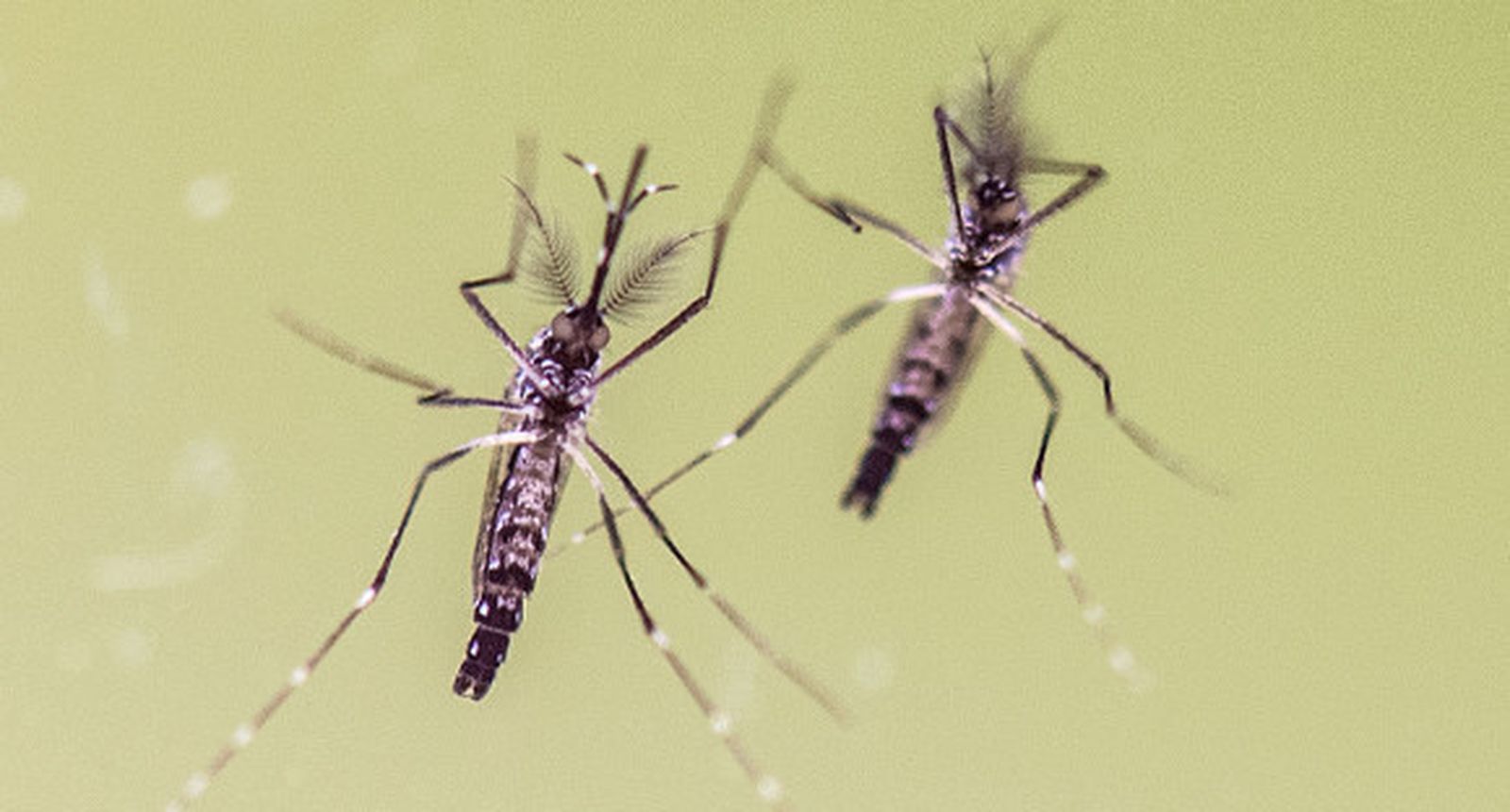 Preocupación en Florida por la aparición de los primeros casos de zika no importado