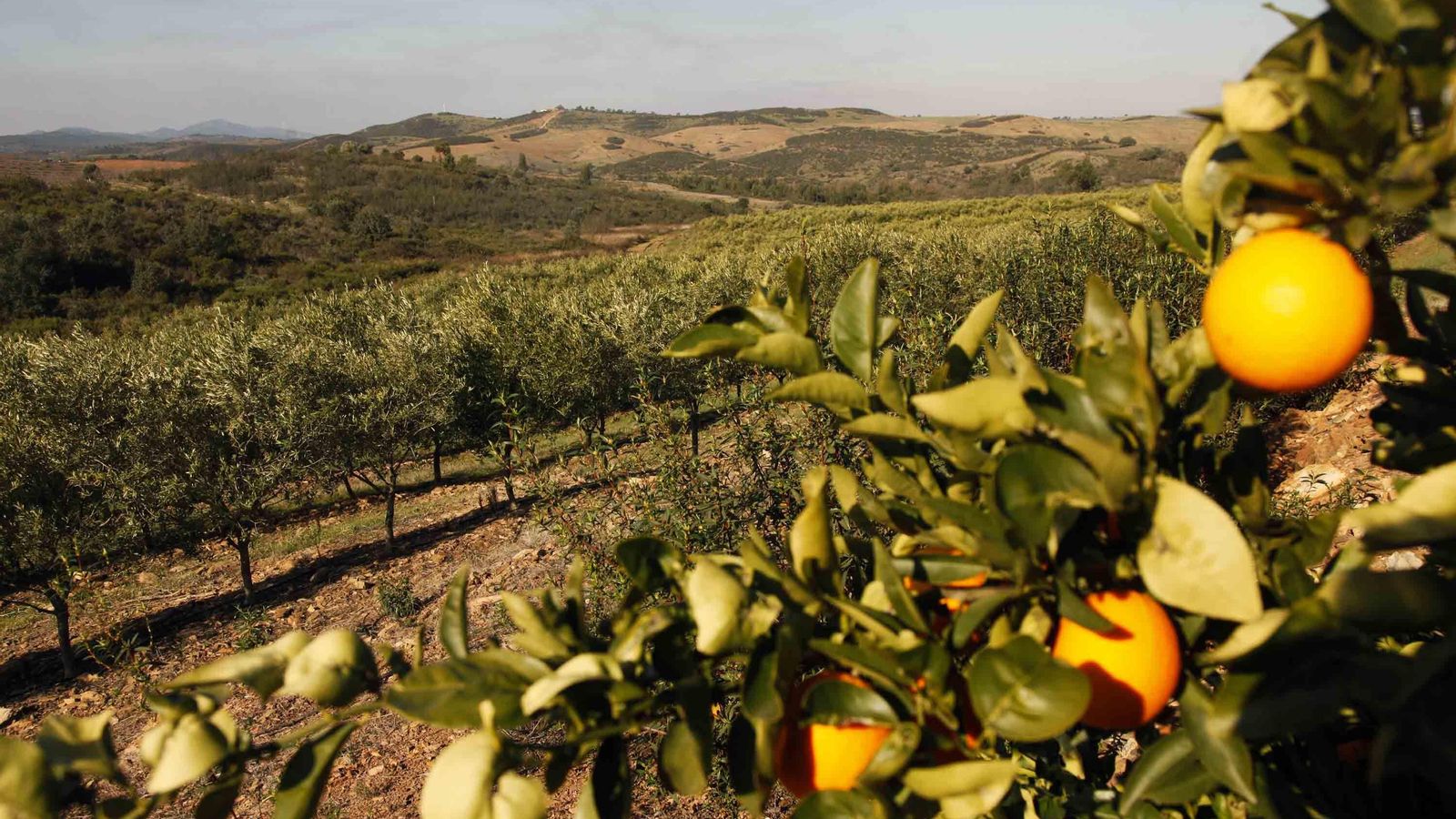 Las plantaciones de más de diez productos distintos están plenamente integradas en el entorno andevaleño