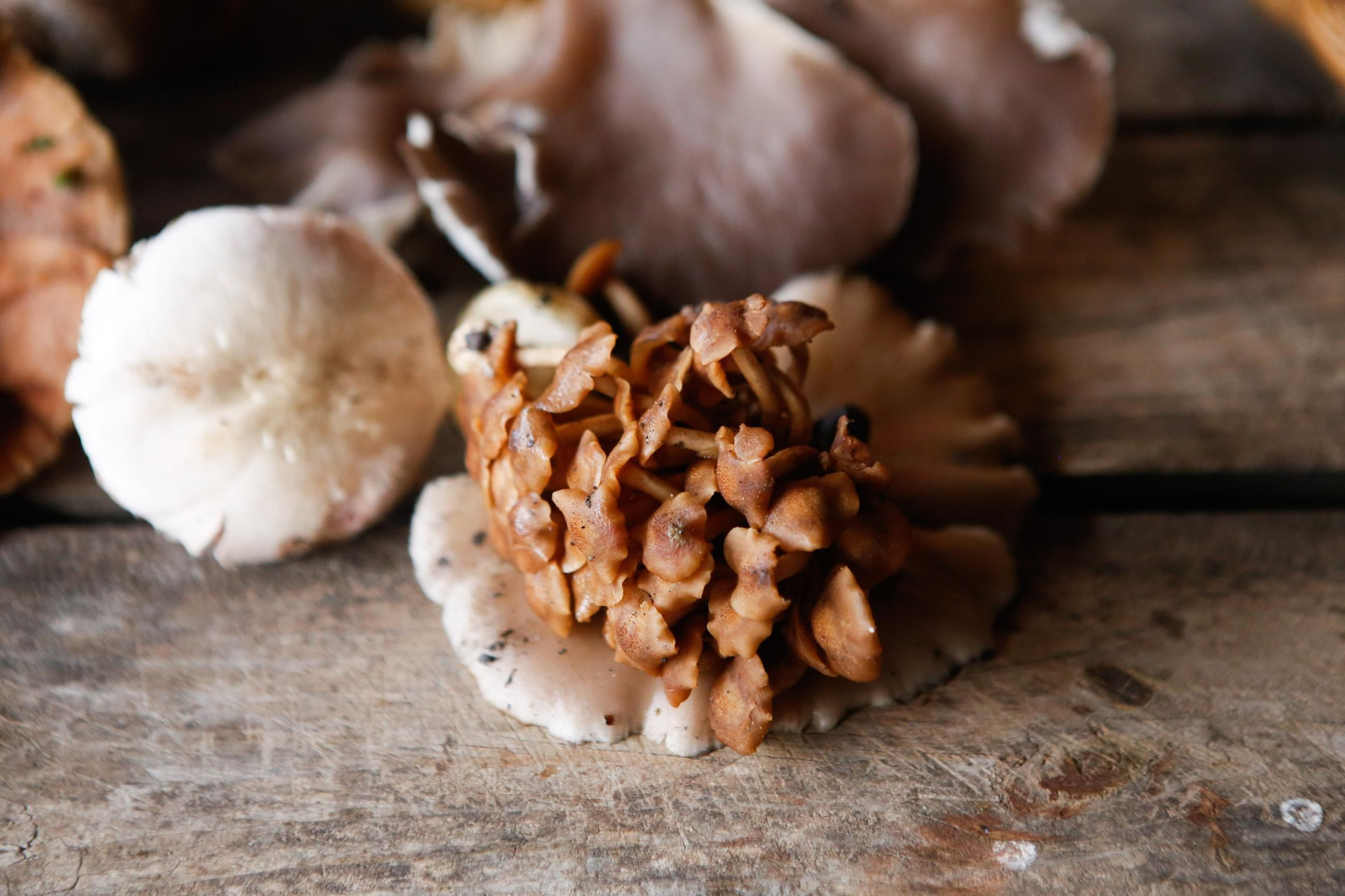 Las fotos de las XII Jornadas Micológicas del Estrecho en Los Barrios