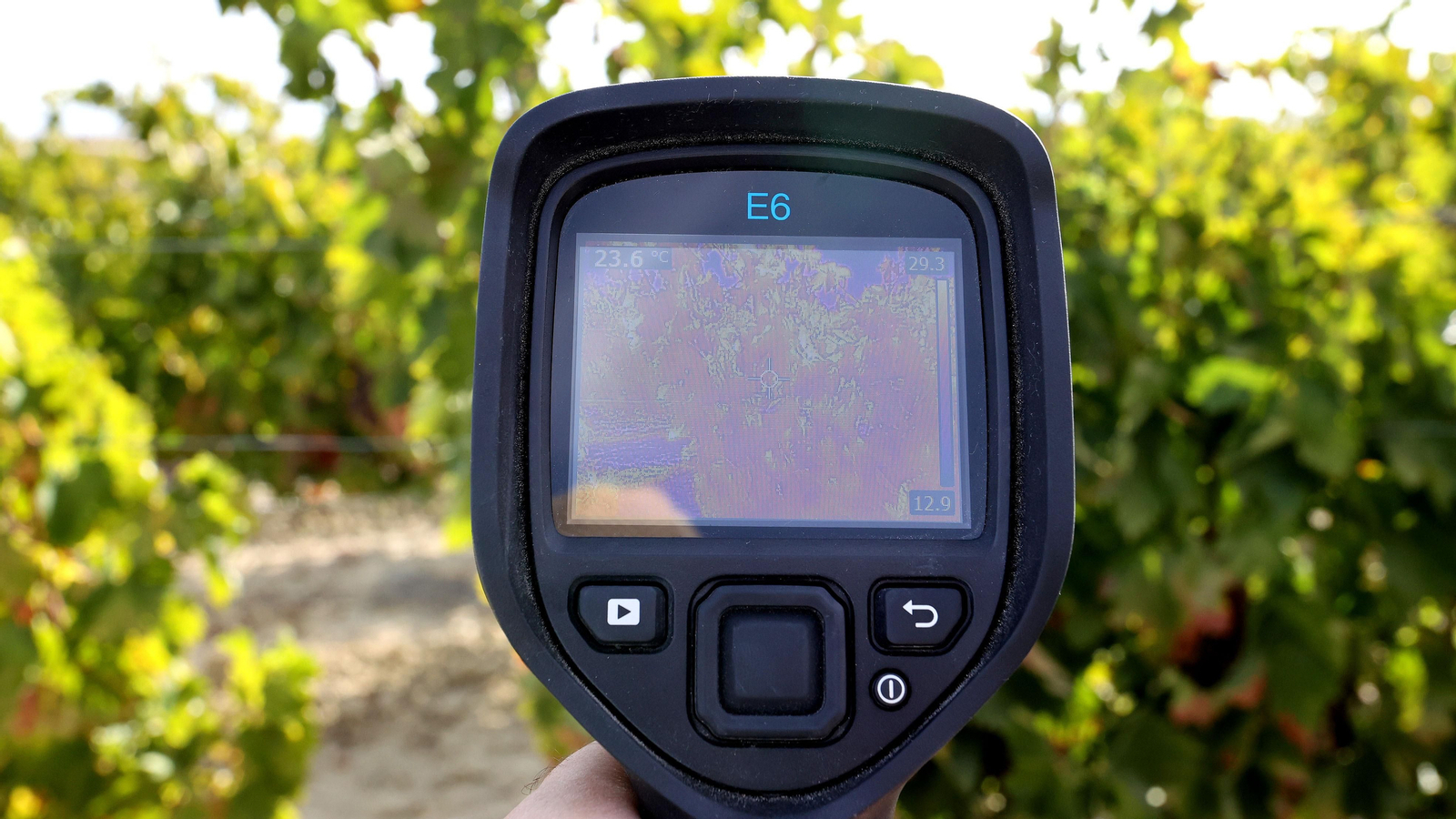 Vinos ecológicos con uva Pedro Ximénez