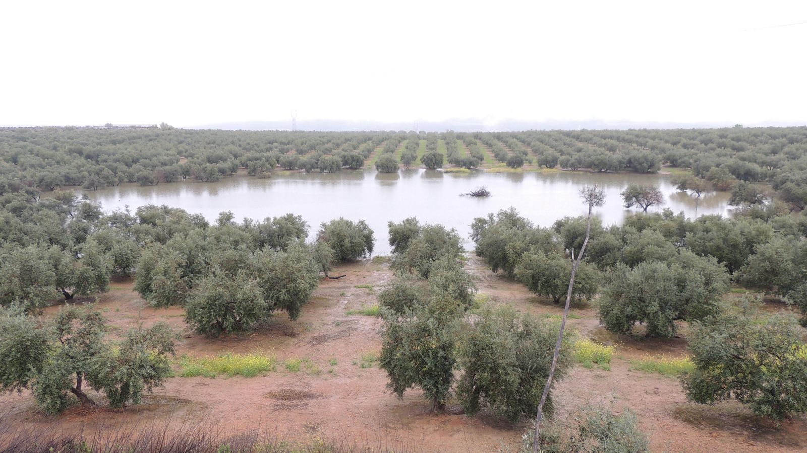 Laguna de las Gamonosas, en Baena. Laguna de las Gamonosas, en Baena.