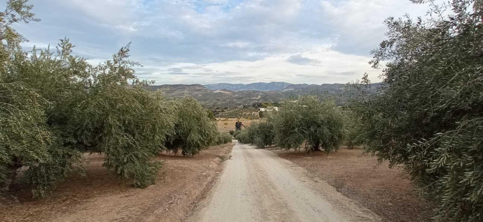 Las imágenes de la Ruta Zagrilla Baja - Esparragal - Zagrilla Baja