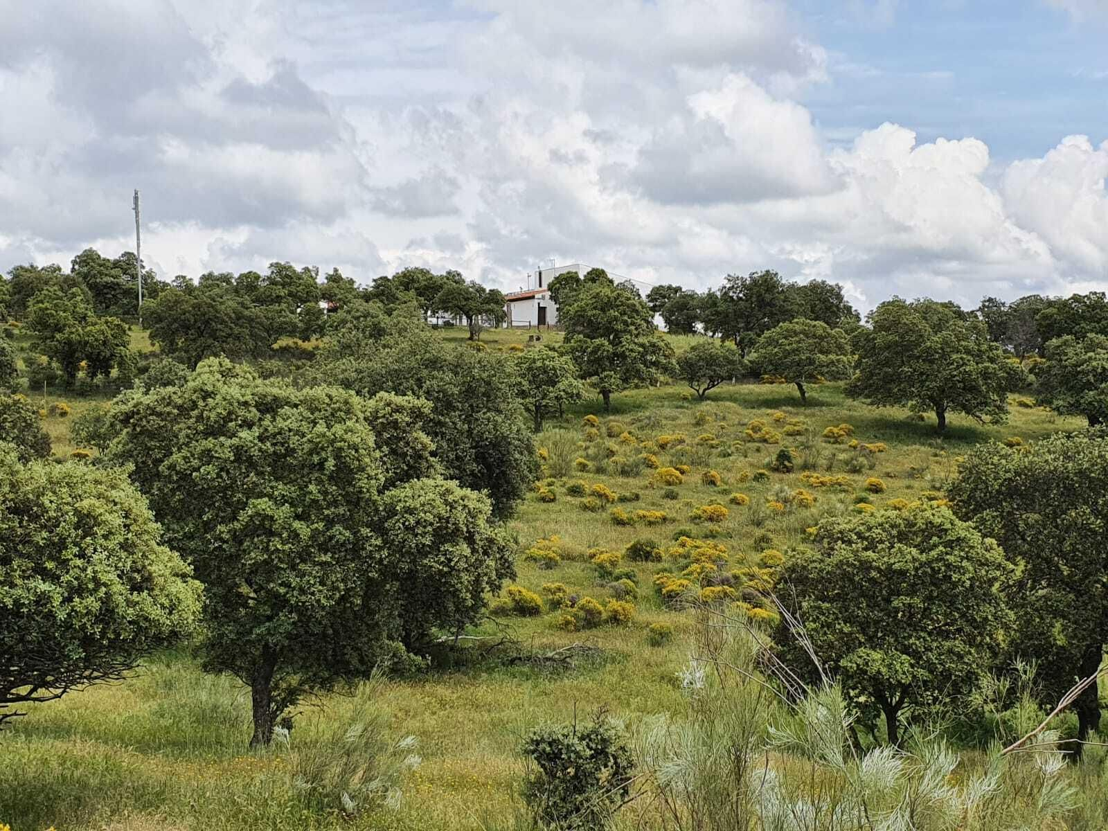 Las fotografías de la primavera en Los Pedroches