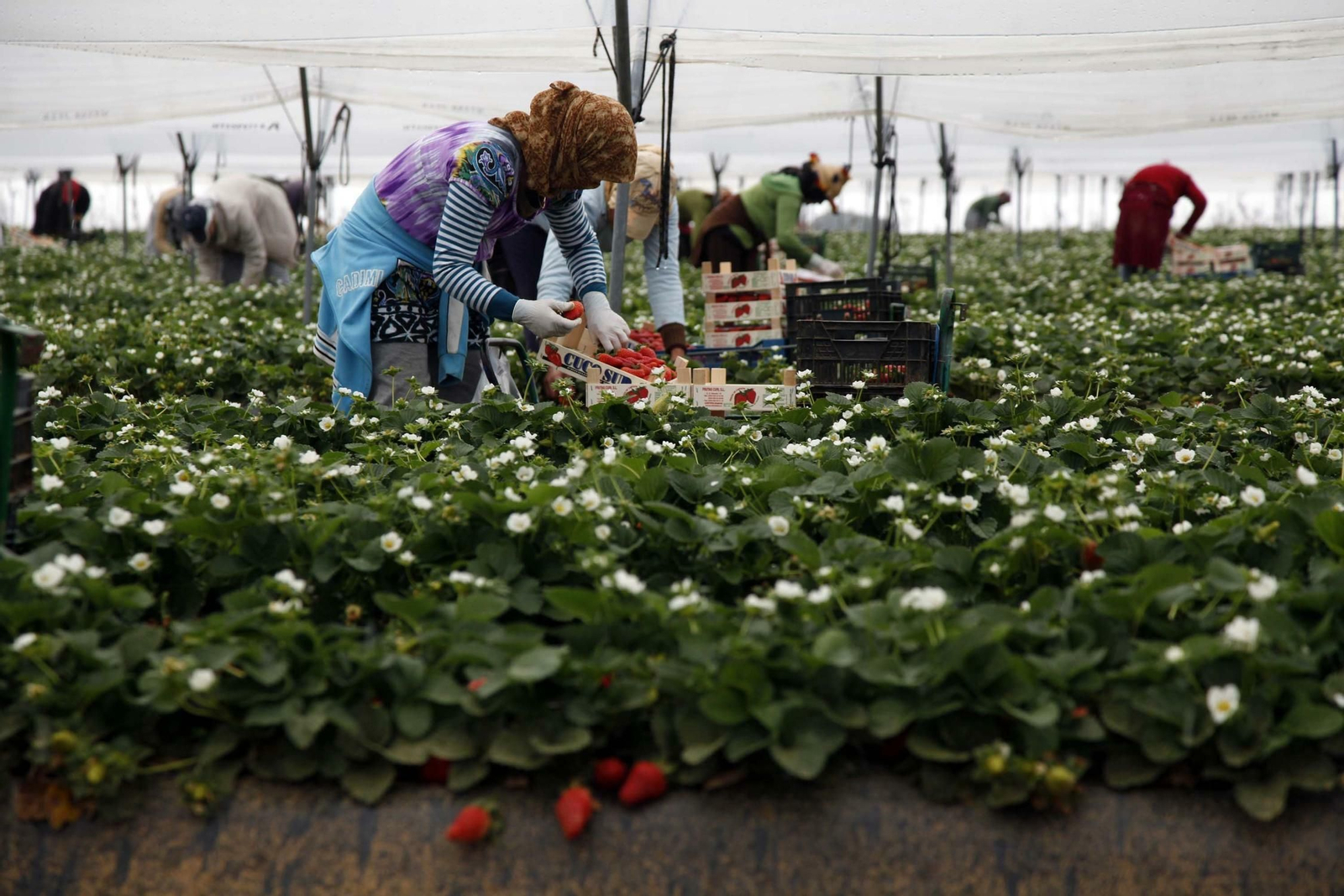 Mujeres temporeras en una campaña agrícola.