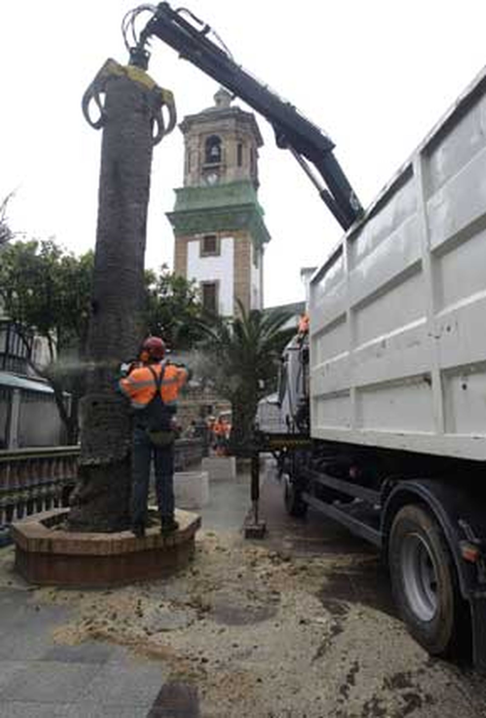 Tras estar afectadas por el picudo rojo, 14 de las que habían han sido taladas por la base, y las otras dos apenas levantan un par de metros./Fotos:Erasmo Fenoy

Foto: Erasmo Fenoy