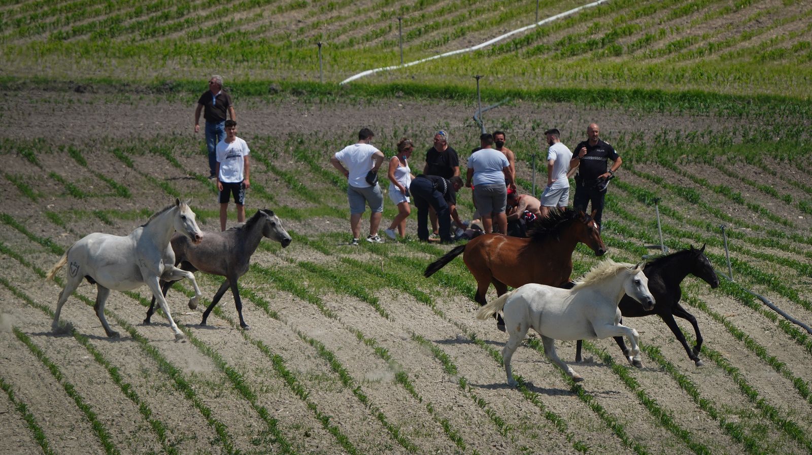 Así fue la salvación de las llamas de una manada de caballos en La Teja