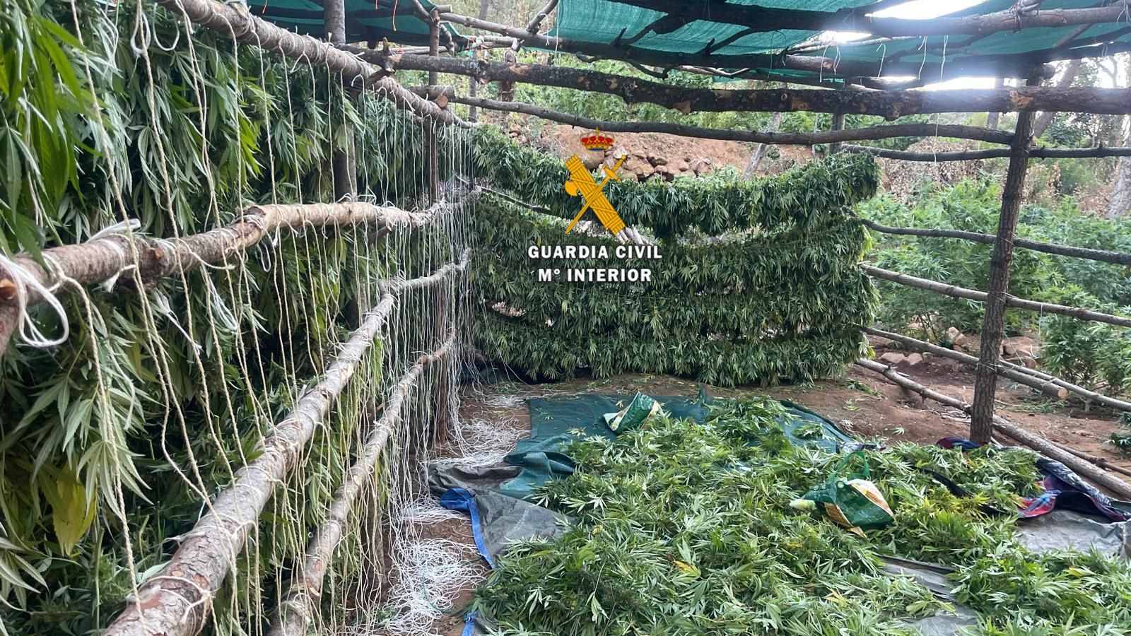 Zona de secado de las plantas de marihuana intervenidas. Zona de secado de las plantas de marihuana intervenidas.