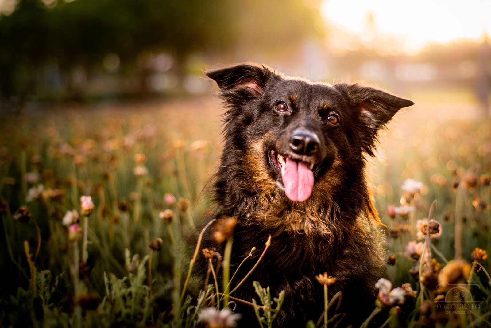 Álbum de las mascotas fotografiadas por 'El fotógrafo de mascotas'