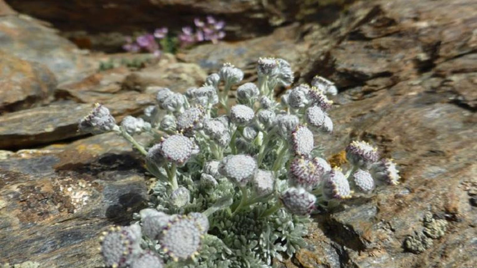 Manzanilla Real nevadense