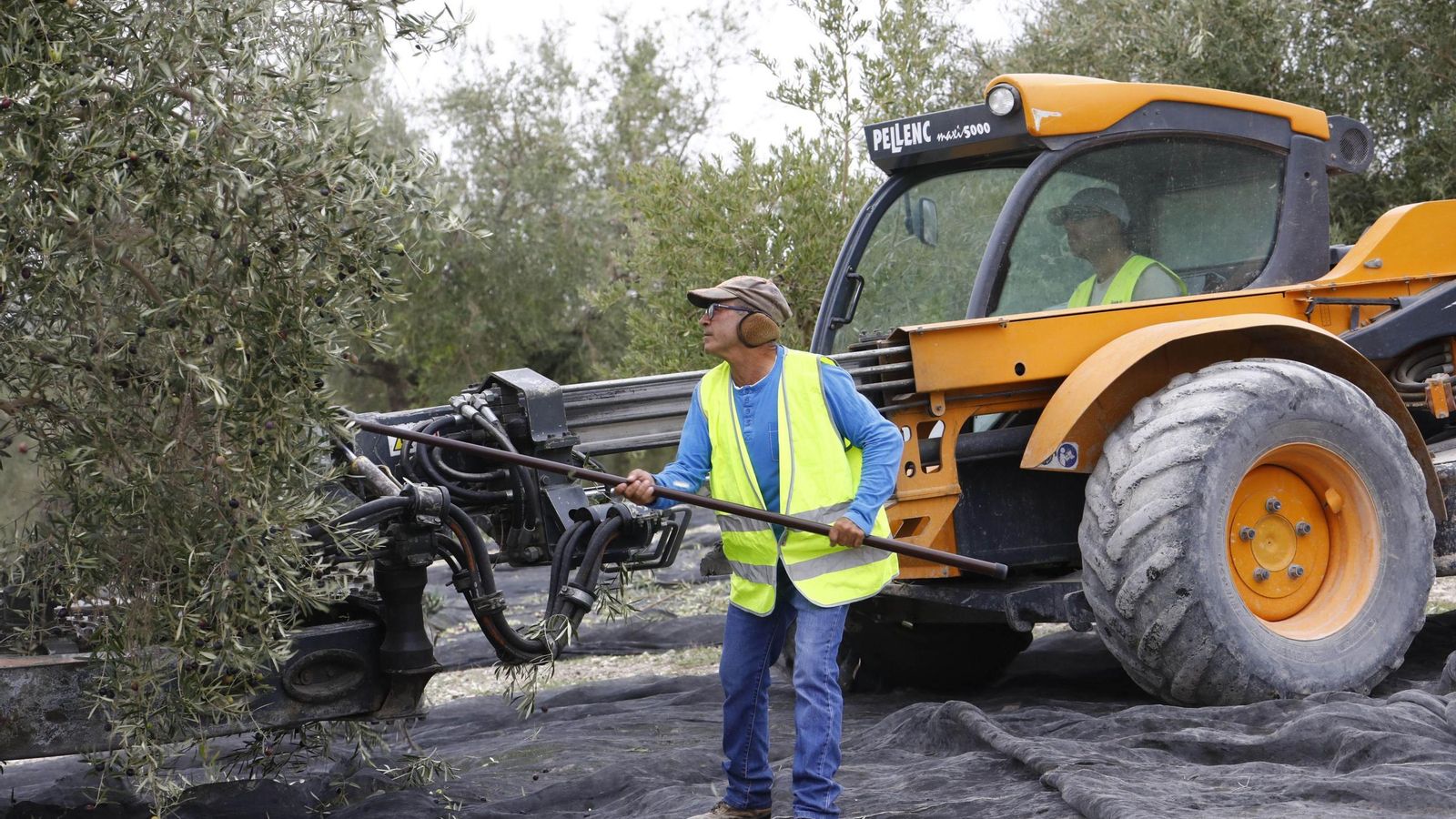Un trabajador varea un olivo con la ayuda de una máquina