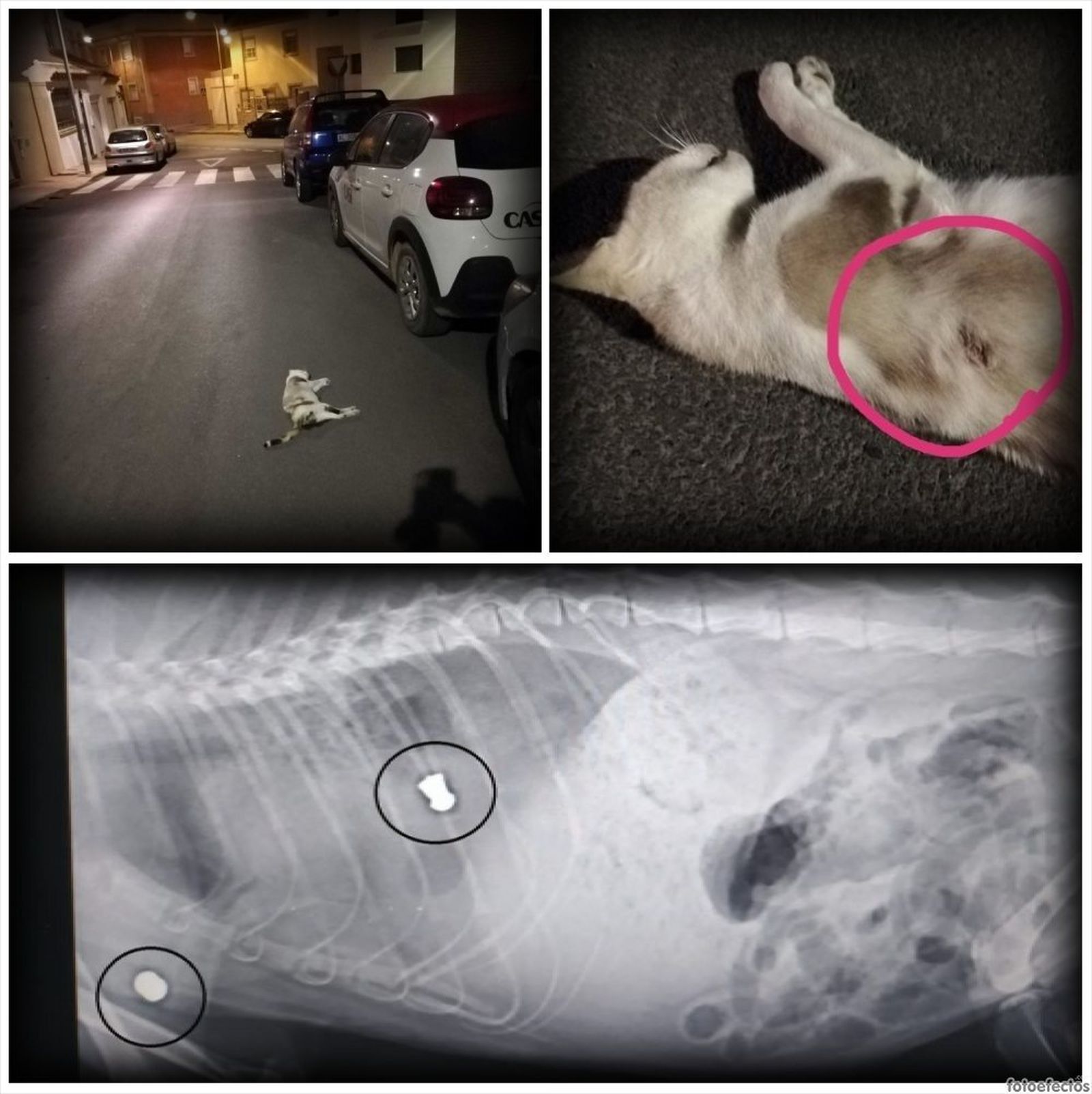 Muchos gatos han aparecido con disparos