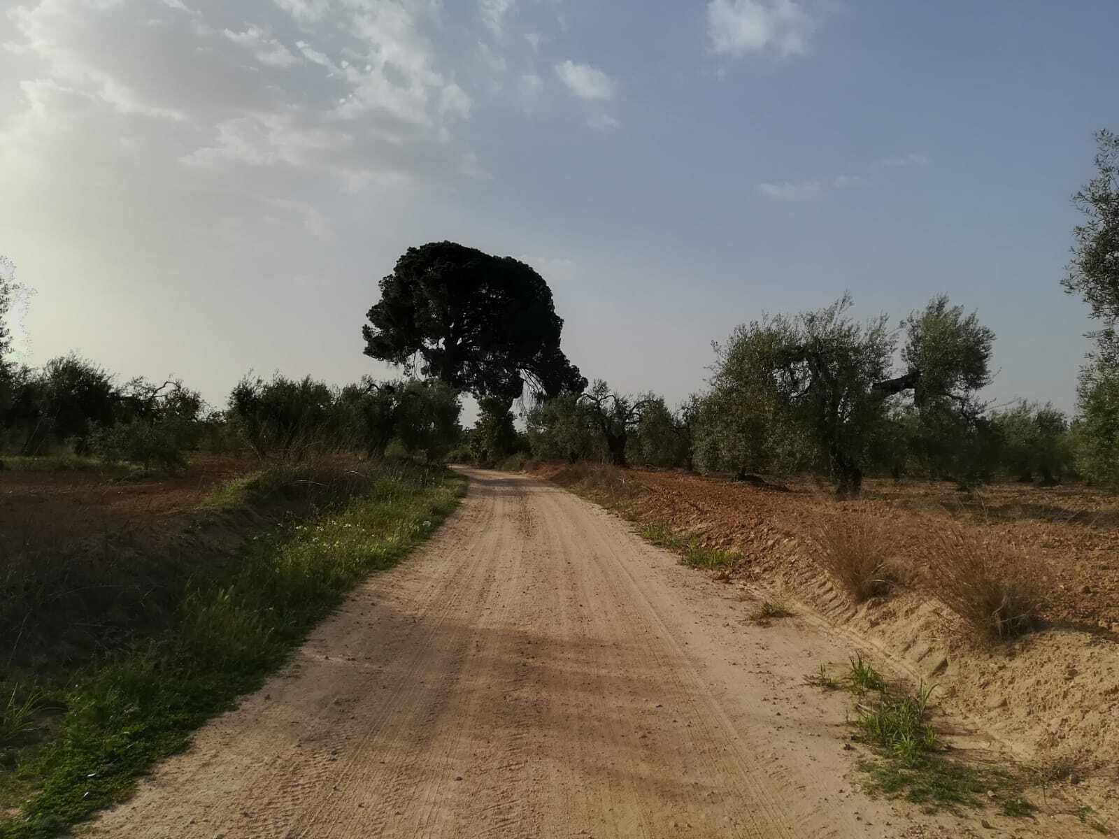 Fotos de la ruta Umbrete-Ermita de Cuatrovitas