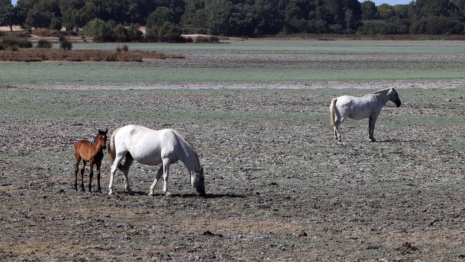 Caballos pastan en la marisma seca.
